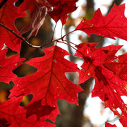 Red Oak, Northern #7